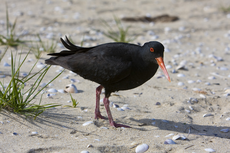 Variable Oystercatcher